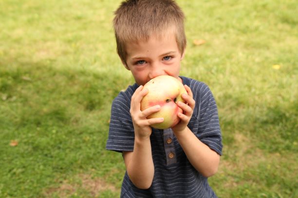 Wolf River Heirloom Biggest Apple Tree