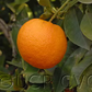 Standard Sour Orange Budwood citrus plant material online shopping