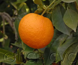 Standard Sour Orange Budwood citrus plant material online shopping