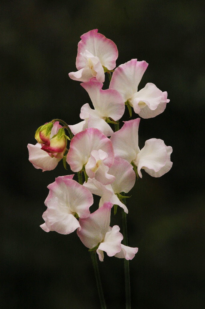 High Society Sweet Pea seeds online shopping