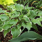 Frosted Raspberry Hosta Plants online shopping
