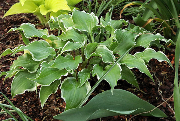 Frosted Raspberry Hosta Plants online shopping