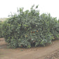 Atwood Navel Orange Budwood citrus plant material online shopping