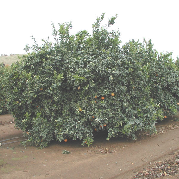 Atwood Navel Orange Budwood citrus plant material online shopping