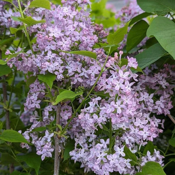 Scentara Pura® Lilac lilac plant online shopping