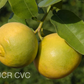 Citrus Excelsa Papeda Budwood citrus plant material online shopping