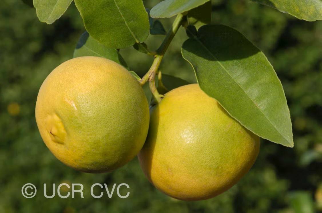 Citrus Excelsa Papeda Budwood citrus plant material online shopping
