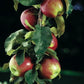 Scarlet Sentinel™ Columnar Apple