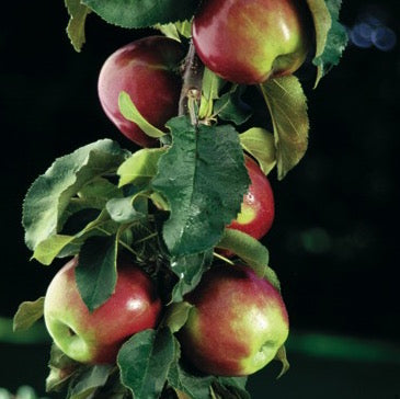 Scarlet Sentinel™ Columnar Apple