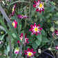 Bumble Rumble Dahlia Plants online shopping