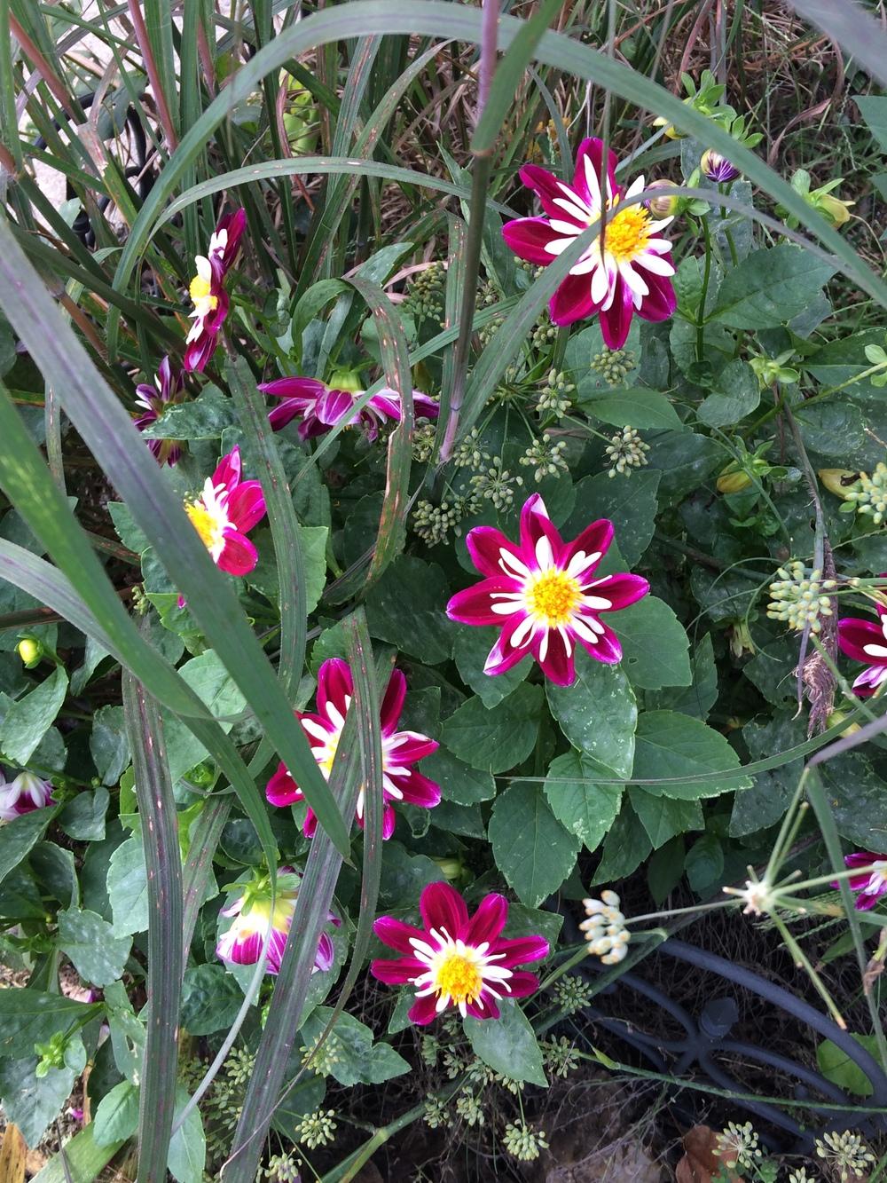 Bumble Rumble Dahlia Plants online shopping