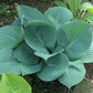Skylight Hosta Plants online shopping