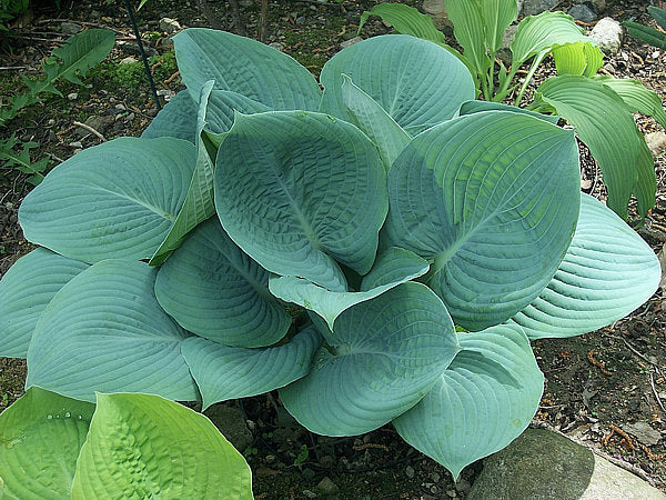 Skylight Hosta Plants online shopping