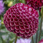 Cornel Dahlia Plants online shopping