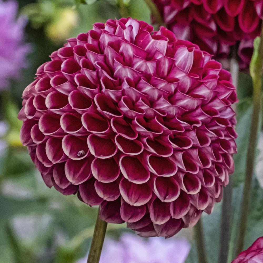 Cornel Dahlia Plants online shopping