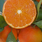 Hansen Mandarin Budwood citrus plant material online shopping