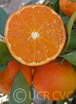 Hansen Mandarin Budwood citrus plant material online shopping