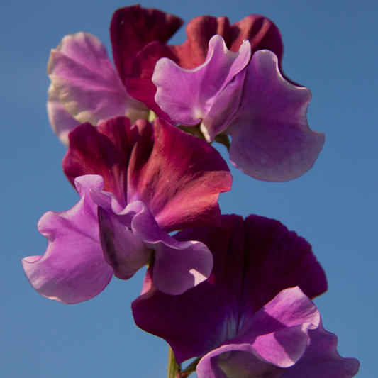 Purple Pimpernel Sweet Pea