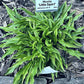 Little Squirt Hosta