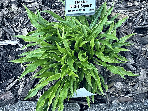 Little Squirt Hosta