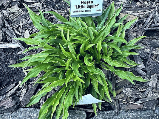 Little Squirt Hosta