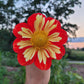 Wheels Dahlia Plants online shopping