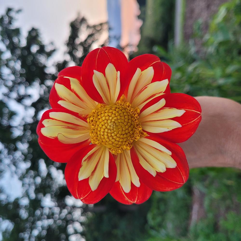 Wheels Dahlia Plants online shopping