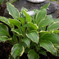 Harpoon Hosta Plants online shopping