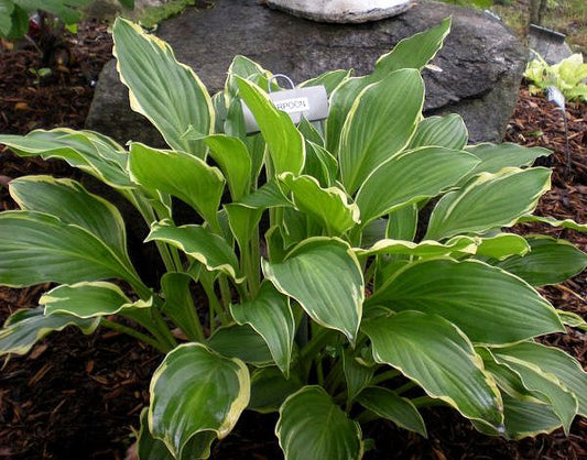 Harpoon Hosta Plants online shopping