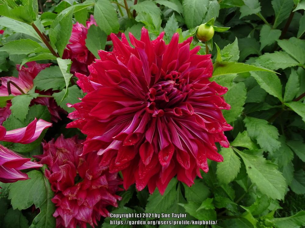 Zorro Dahlia