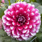 Patches Dahlia