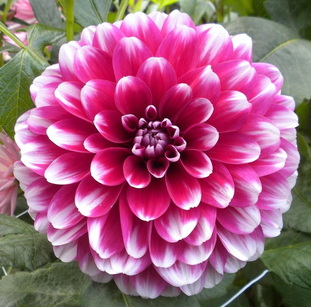 Patches Dahlia