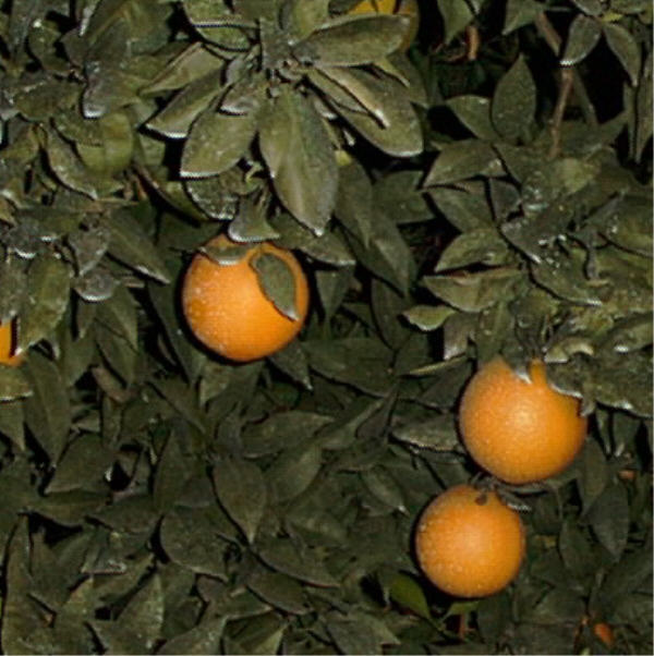 Leng Navel Orange Budwood citrus plant material online shopping