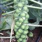 Gustus Brussels Sprout