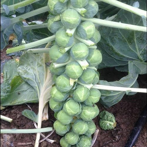 Gustus Brussels Sprout