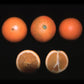 Spring Navel Orange Budwood citrus plant material online shopping
