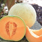 Divergent F1 Organic Melon