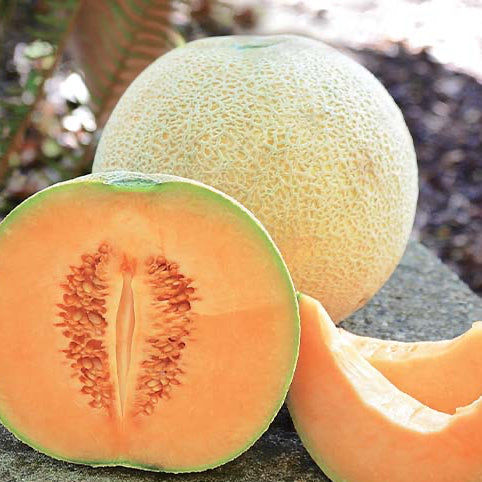 Divergent F1 Organic Melon