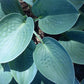 Silver Mist Hosta Plants online shopping