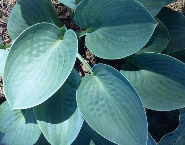 Silver Mist Hosta Plants online shopping