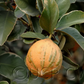 Variegated Pink Fleshed Eureka Lemon Budwood citrus plant material online shopping