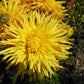 Encore Dahlia Plants online shopping