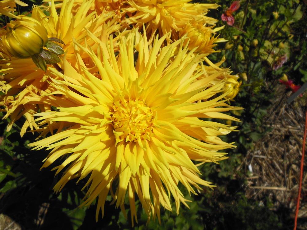 Encore Dahlia Plants online shopping