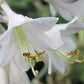 Big Bubba Hosta Plants online shopping