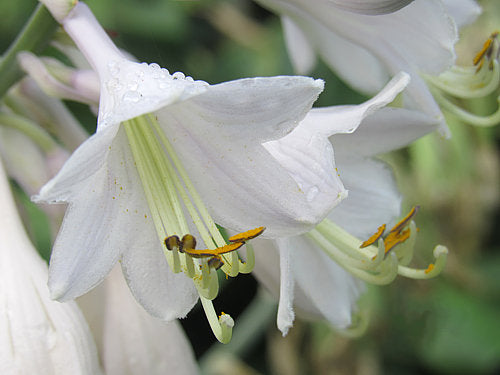 Big Bubba Hosta Plants online shopping