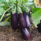 Diamond Aubergine