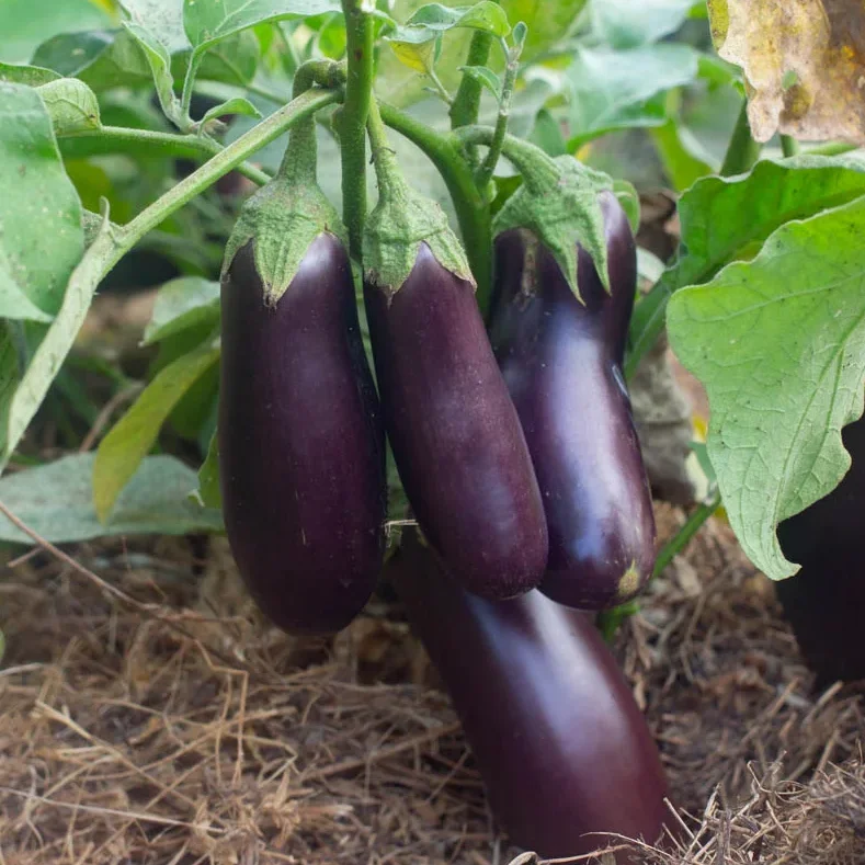 Diamond Aubergine