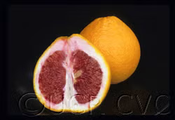 Valentine Pummelo Hybrid Budwood citrus plant material online shopping