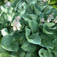 Gentle Giant Hosta Plants online shopping