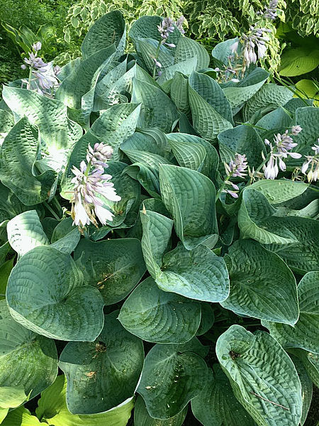 Gentle Giant Hosta Plants online shopping